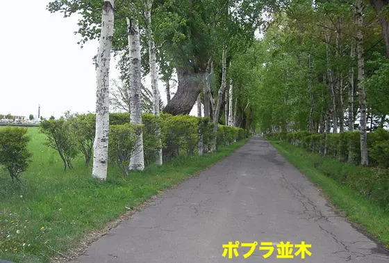 ポプラ並木