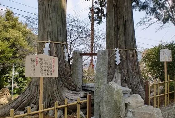 夫婦檜（縁結びの御神木)