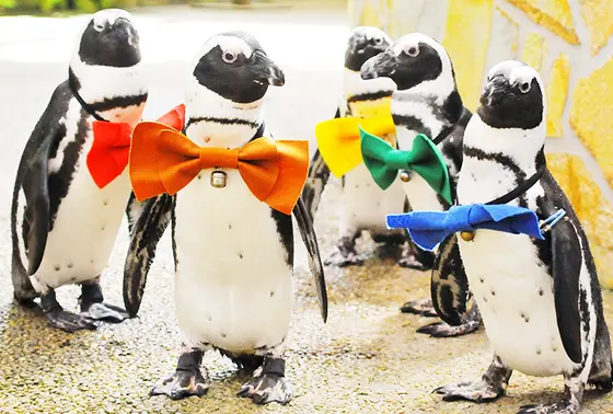 可愛いペンギンに癒されます♪