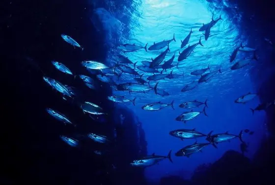マグロ穴
