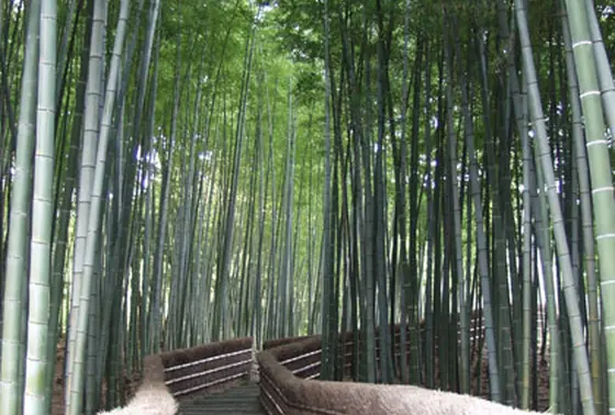 竹林の小径