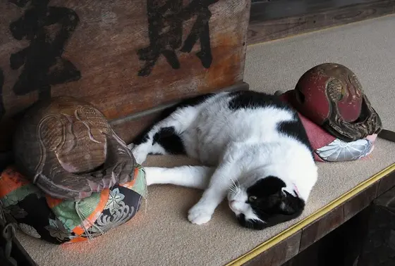住職猫がお出迎え