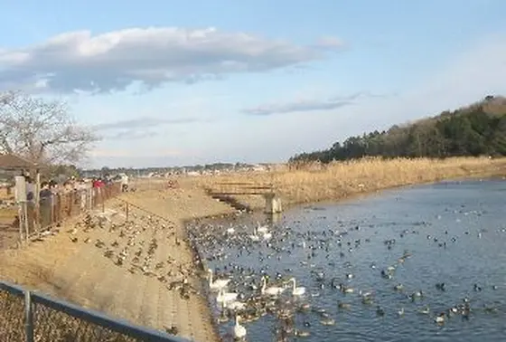 シーズンになると