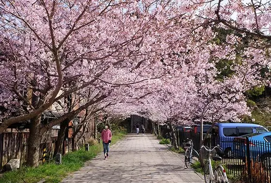 レトロこみち近くの曲田山(まがたやま)登山口や山の中腹にある曲田山公園は桜の名所