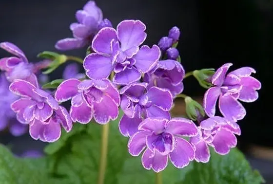 神社とニホンサクラソウ