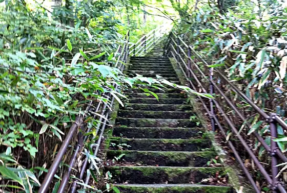 どんぐりの涙