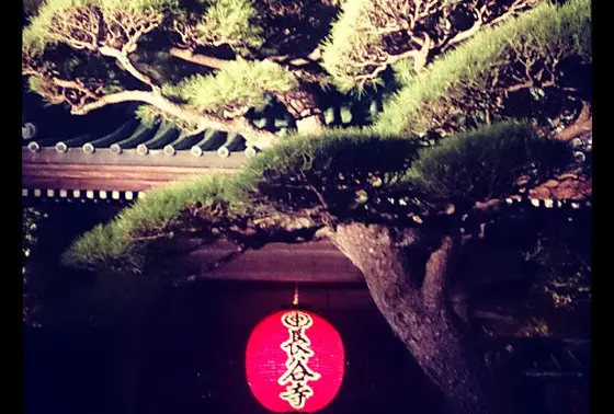 見ごろは、11月末～12月初旬