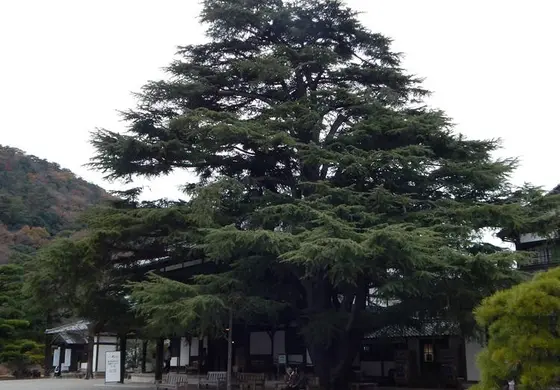 立派なヒマラヤ杉