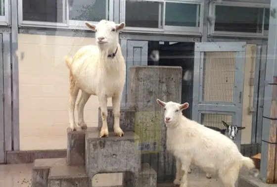 こいつの名前わかりますか？