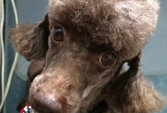 愛犬シャビ
