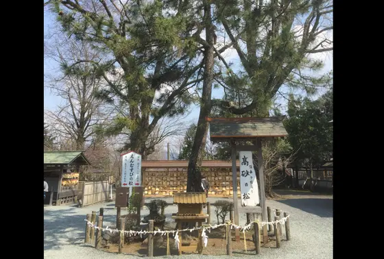 えんむすびの松