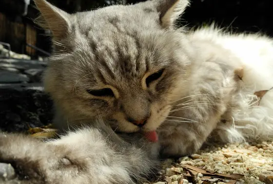 街道の真ん中で猫が寝る