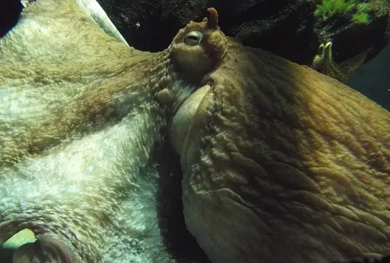 ミズダコ