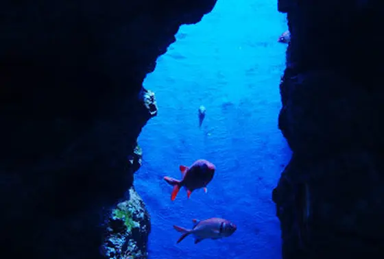美味しい魚