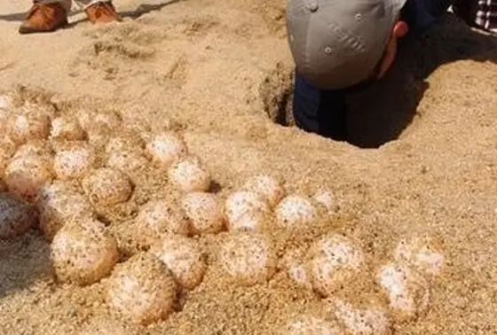 ウミガメの産卵地