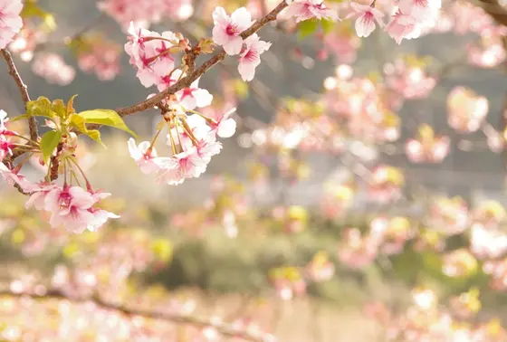 実際に見た川沿いの桜