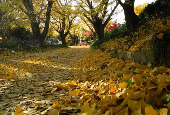 落葉の時期は凄い事になる