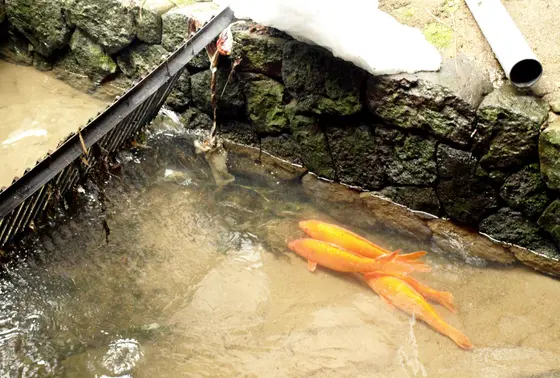 洗い場には鯉が!