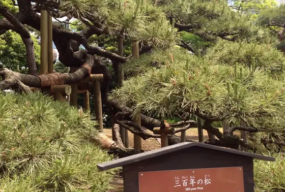 三百年の松