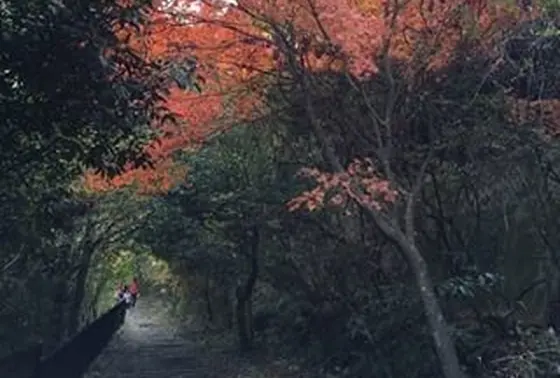 紅葉のトンネル