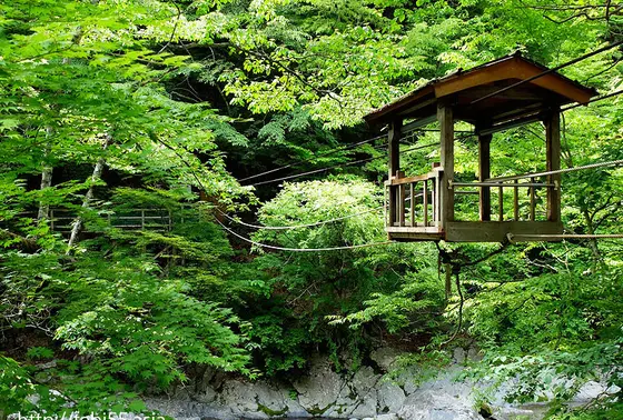 野猿