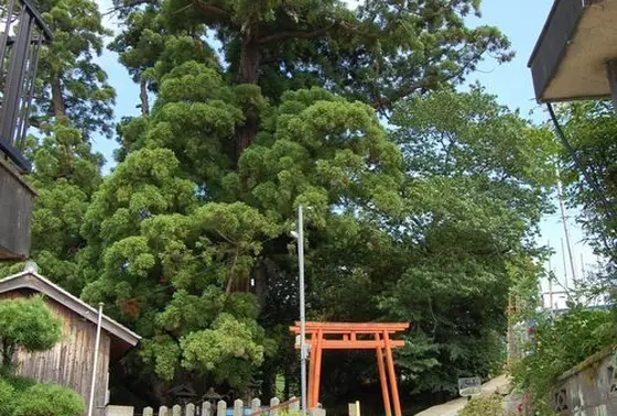 神社を覆うように…