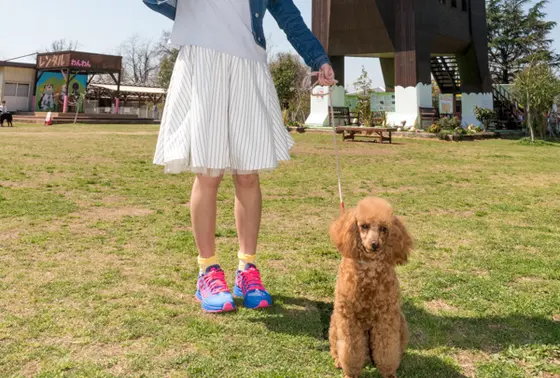 わんちゃんとお散歩