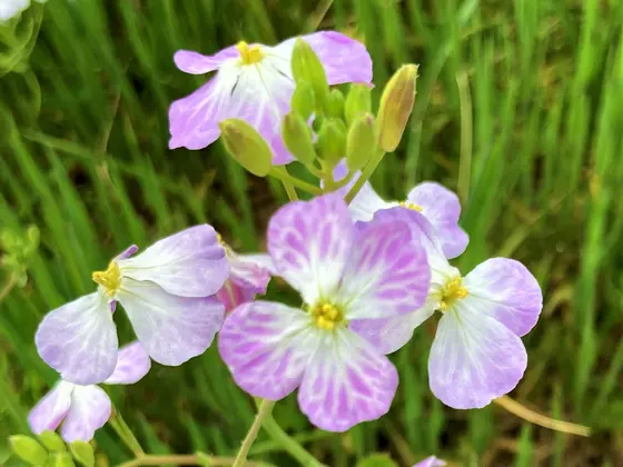 浜に咲くかれんな花