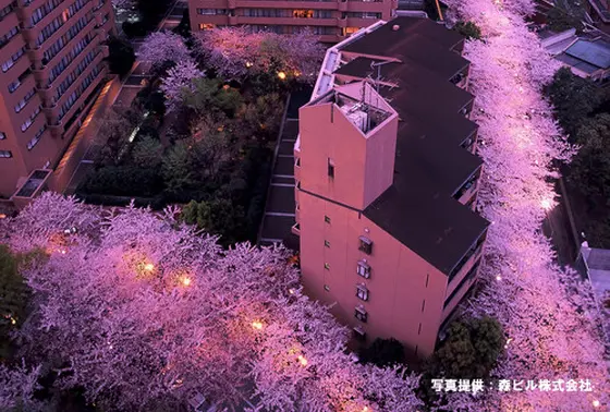アークヒルズ　桜並木ライトアップ