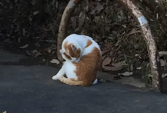 宝ヶ池周辺にはねこもいっぱいいます。
