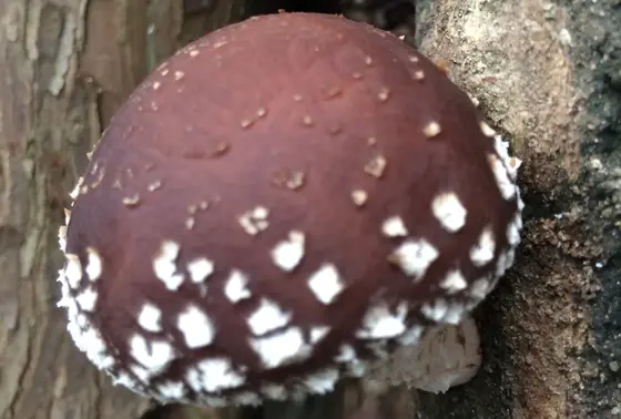 椎茸の採り頃とは？