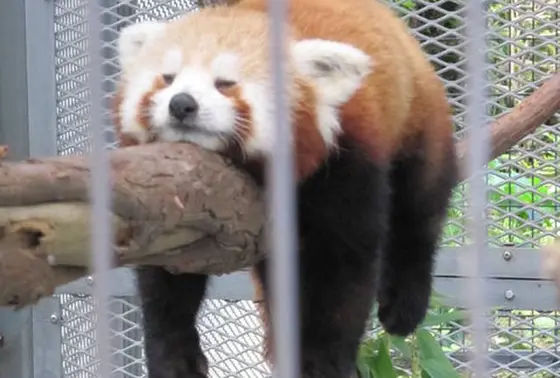 バスで移動する分園