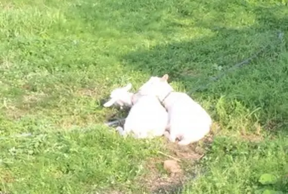 ヤギ