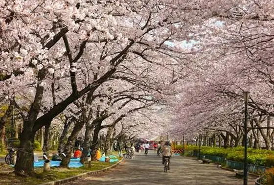 昼は最高の花見スポット。