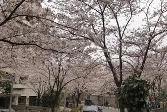 桜