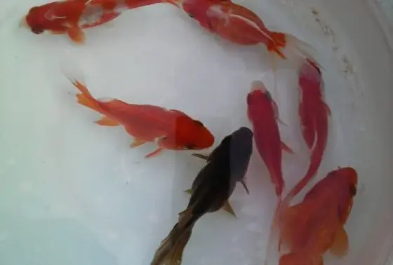 鯉釣りと珍しい金魚釣り