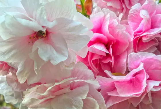 八重桜