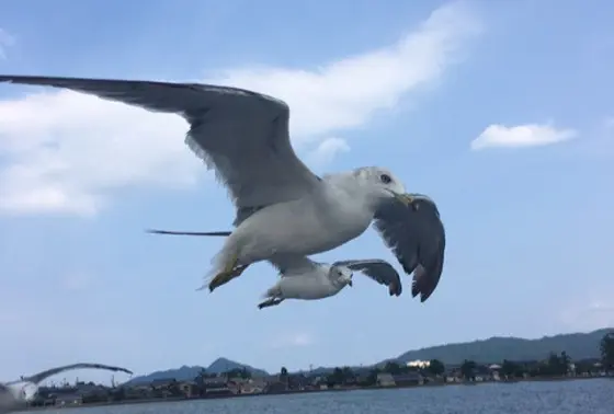 かもめ