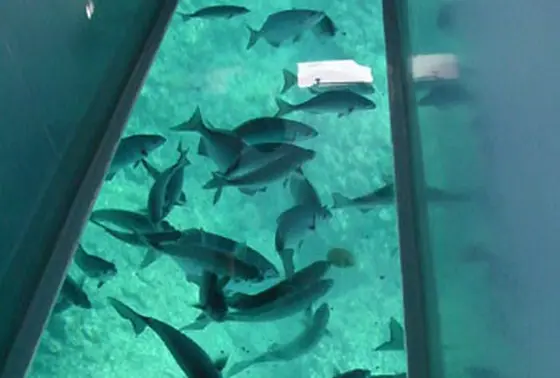 こーんなんにたくさんのお魚がいますよ~