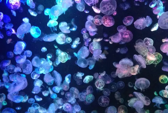 クラゲクラゲクラゲ！
