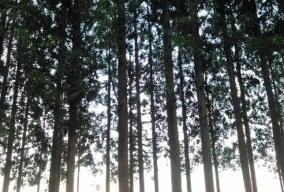 真っすぐに空に立つ杉林