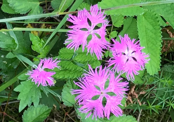 散策路から見える花