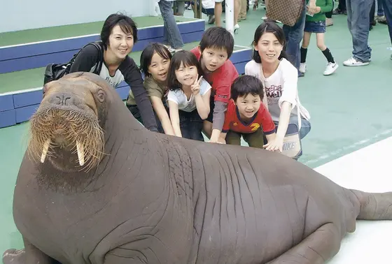 セイウチ