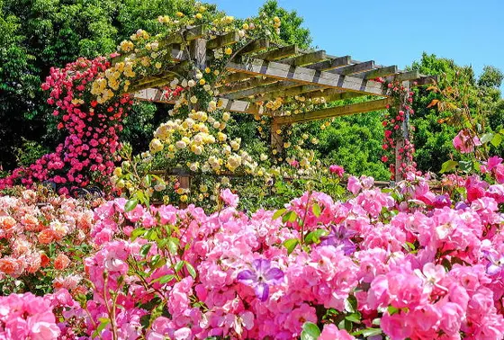 5月薔薇園
