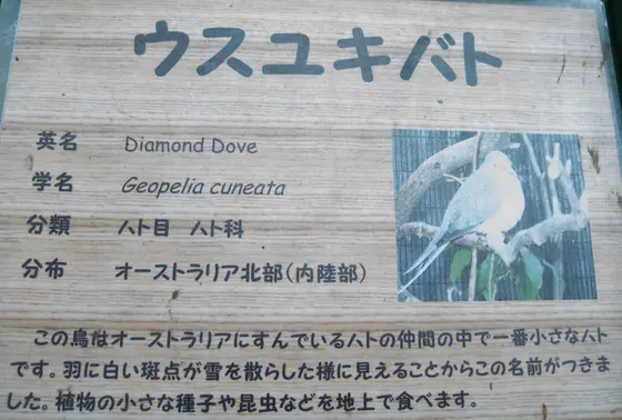 ウズユキバト