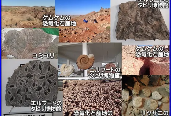 出土する化石