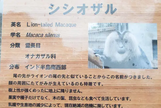 シシオザル