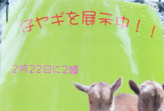 仔ヤギを展示中
