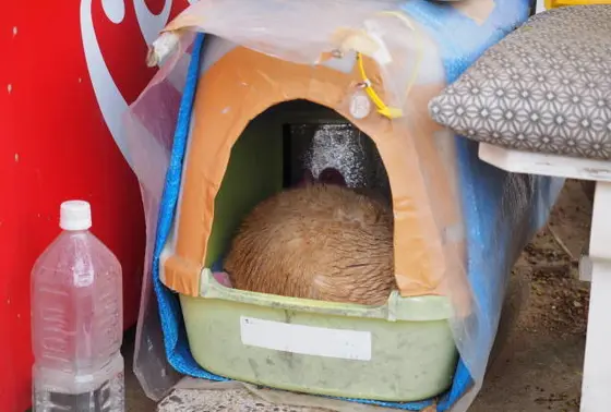 猫駅長の きみちゃん