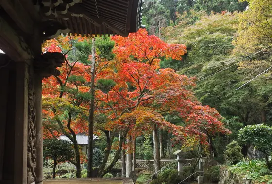 紅葉時期は観光客で賑わいます♪